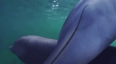 Zajímavá fakta o dolphins aphalines